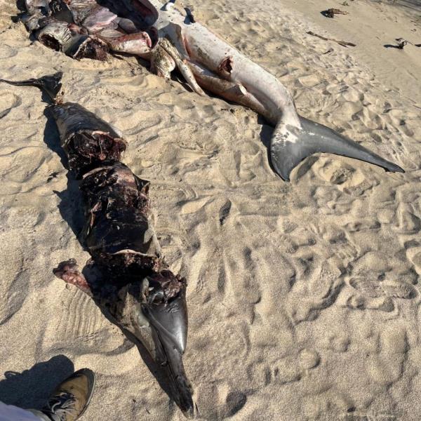 shark and dolphin carcasses 