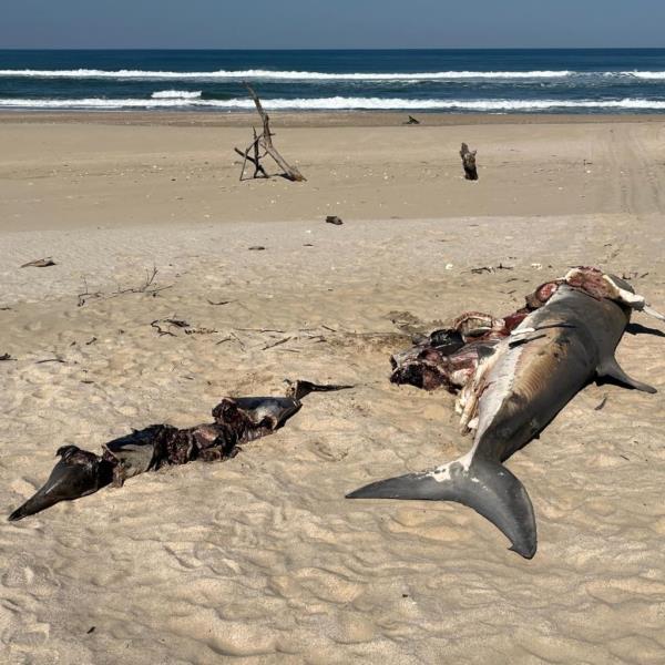shark and dolphin carcasses