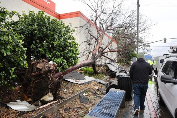 An uprooted tree in Montebello, California after a tornado touched down on March 22, 2023.