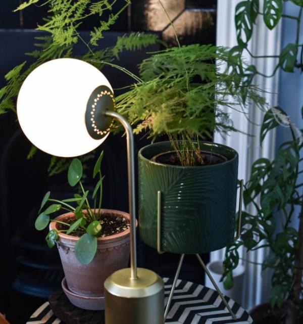 plants and a lamp in the living room