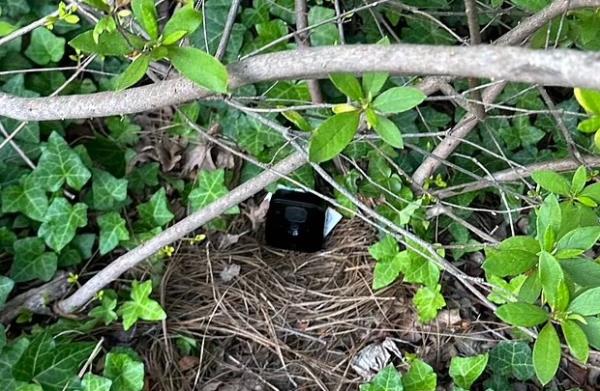 A camera in the shrubs.
