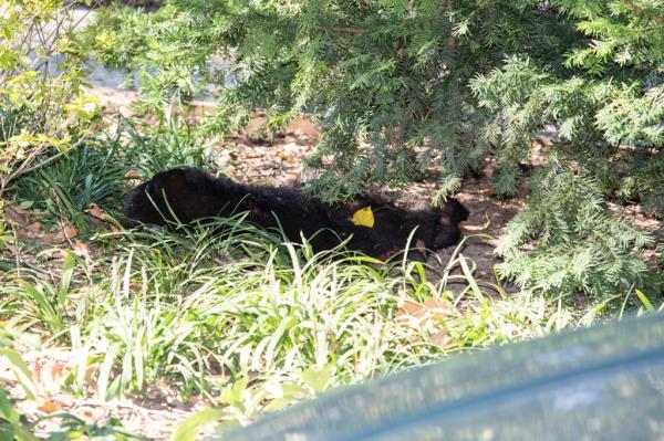 The origins of the dead cub remained a mystery for a decade until RJK Jr.'s co<em></em>nfession Sunday.