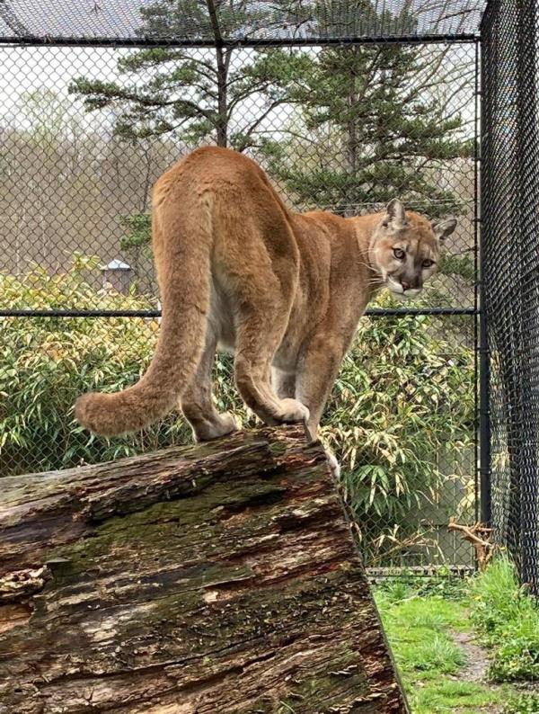 A large feline was one of many animals being held at the zoo.