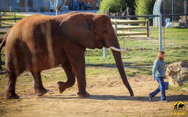 An elephant seen at the roadside zoo.
