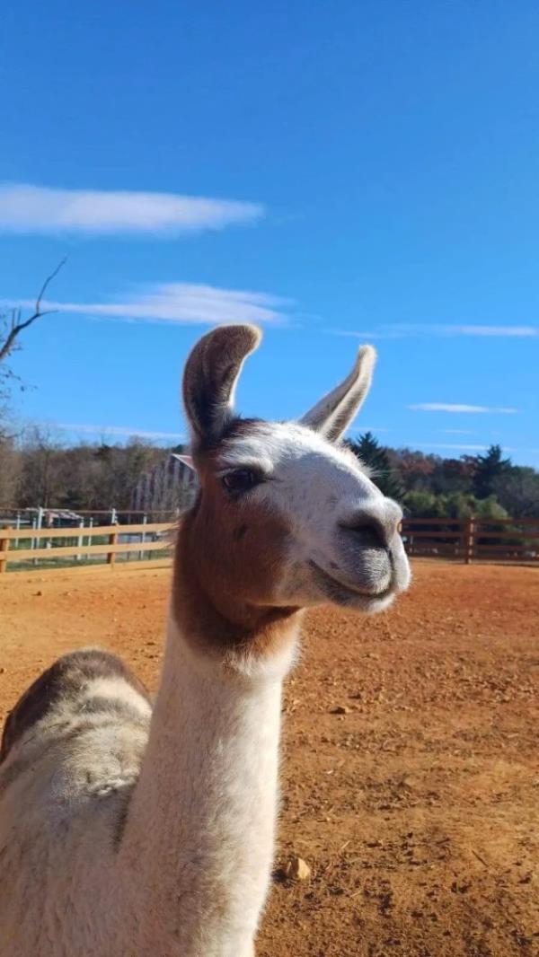 Other animals taken away included llamas, lemurs, macaws, and pythons according to the warrant. 