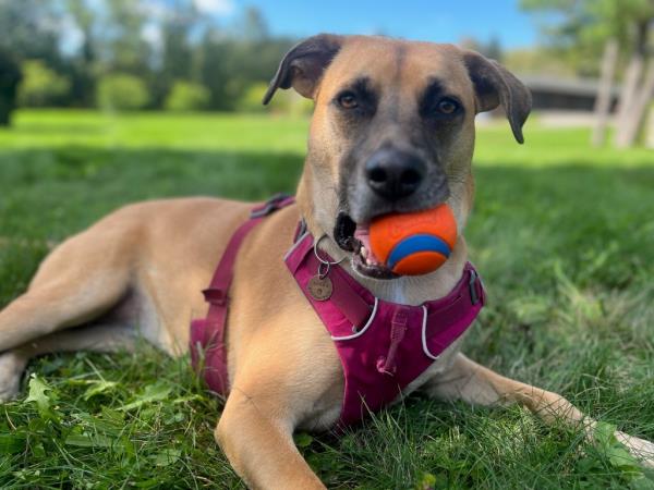 Penny, a four-year-old mutt