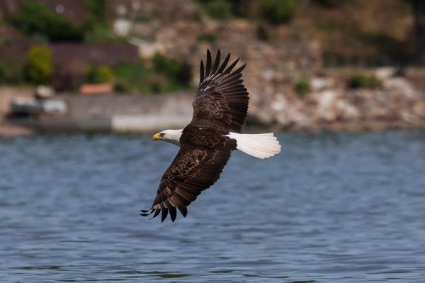 Bald eagle soaring over the Hudson River in Nyack, New York