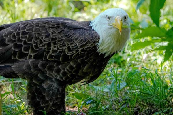 According to a recent study, 50% of birds tested were found to have chro<em></em>nic lead poisoning.