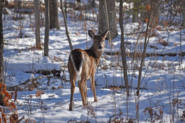 A photo of a deer in snow covered woods.