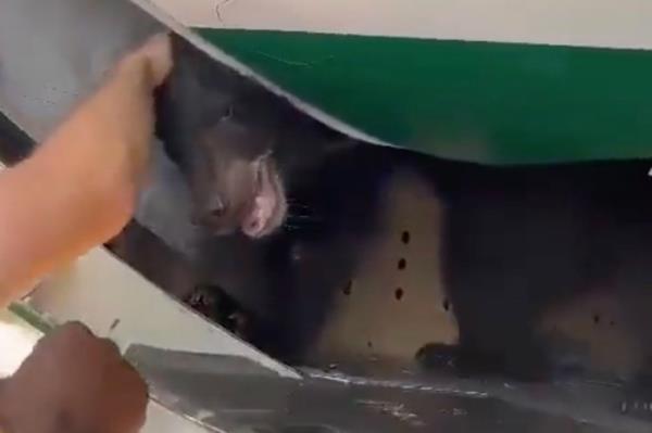 Video shows a bear on the loose inside a plane's cargo hold