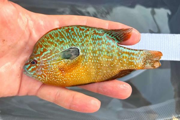  lo<em></em>ngear sunfish 