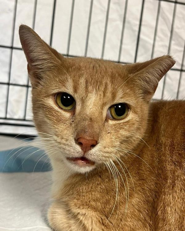 The Maui Humane Society called the woman and said they believed they found her cat, the no<em></em>nprofit rescue said in a social media post Monday. 