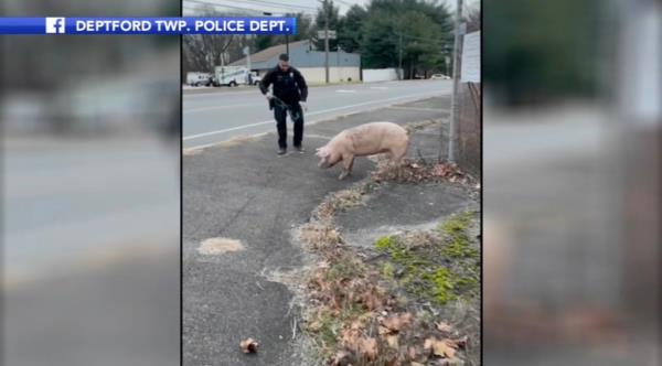 pig chased by cops