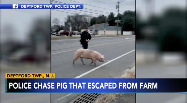 police chasing pig