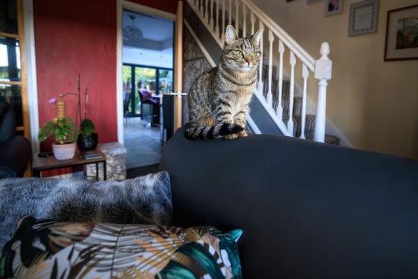Phoebe the cat sitting on sofa