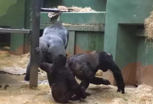 o<em></em>nce the sex was over, the gorillas swiftly went their separate ways. Credit: YouTube/TrBeats NewsMzk
