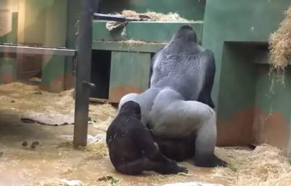 The gorillas were seen mating by zoo goers. Credit: YouTube/TrBeats NewMzk