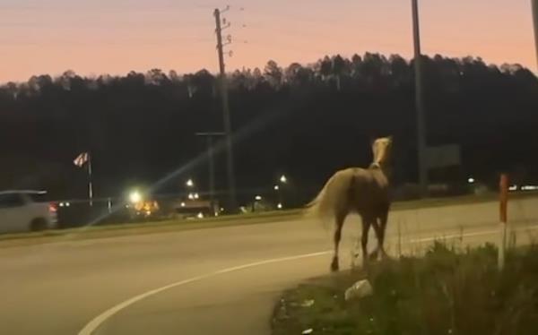 Horse Escape Alabaster March 14, 2024