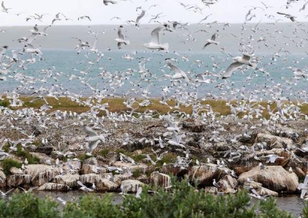 Bird flu spreads in Europe with a delay after warm autumn